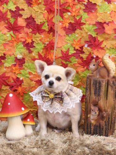 20241119ポロくん